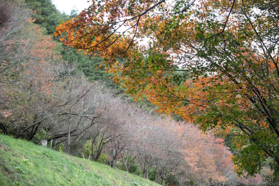 Maple Leaves・Fruit Picking